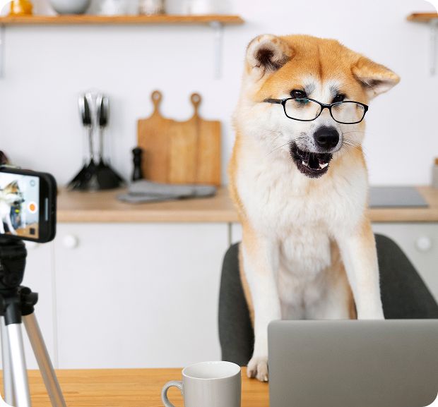 image of a dog wearing spectacles and comically working on a laptop