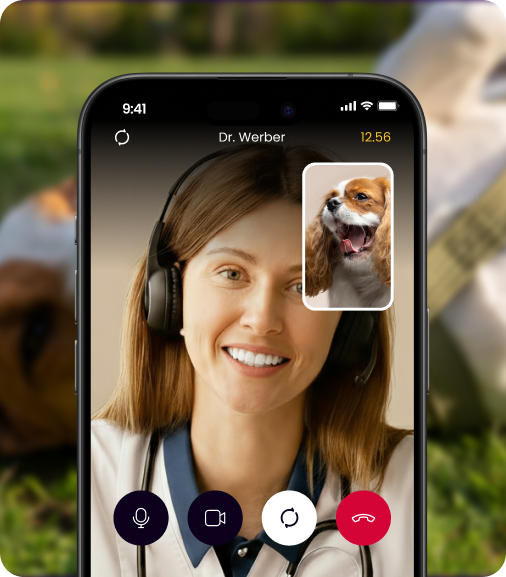 image of a vet on a virtual consultation with a dog through the airvet app
