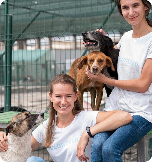 image of volunteers at an animal shelter caring for dogs