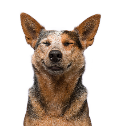 image of a happy dog