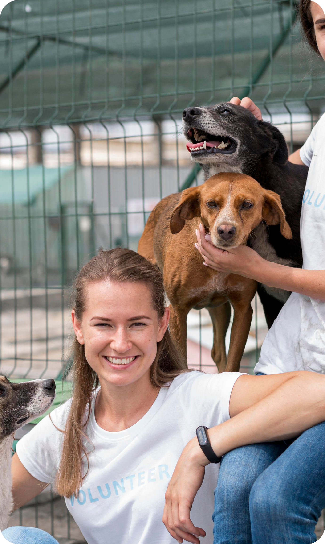 image of volunteers at an animal shelter caring for dogs
