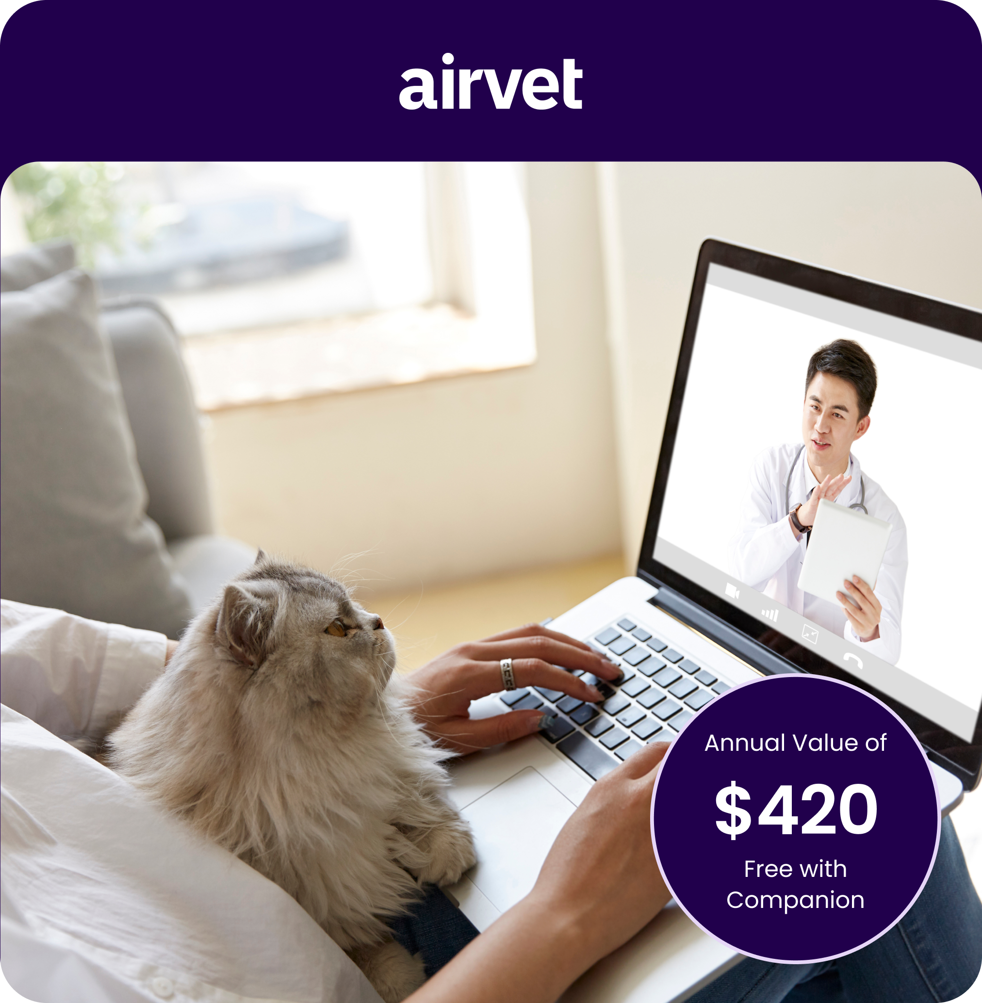 image of a cat on a virtual consultation with a vet through airvet app