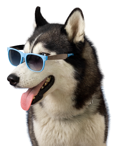 image of a dog wearing blue sunglasses