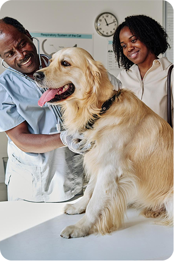 image of a vet examining a happy dog with its owner on the side