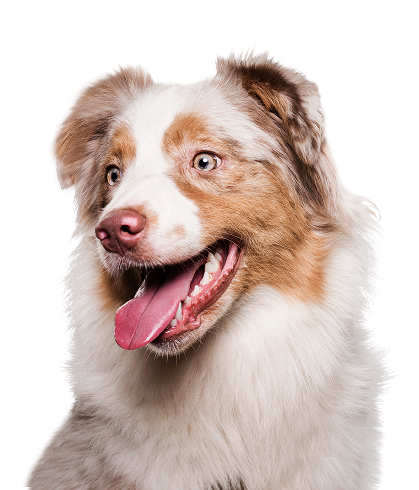 image of a happy and smiling dog