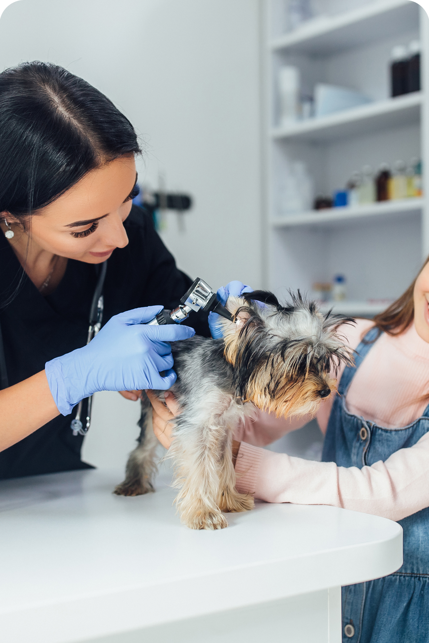 image of a dog getting checked by a vet and a little girl holding it